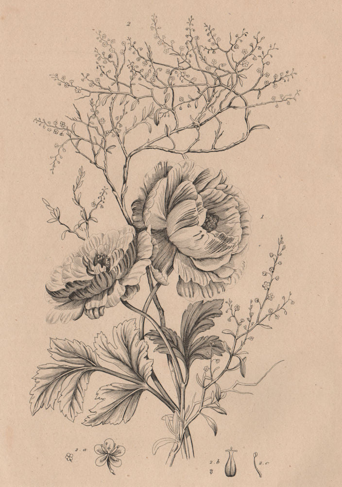 FLOWERS. Ranunculus. Renouée (Knotweed) 1834 old antique vintage print picture
